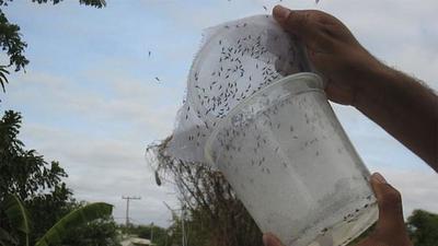 mosquito.jpg