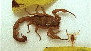 escorpiao-300x169.jpg