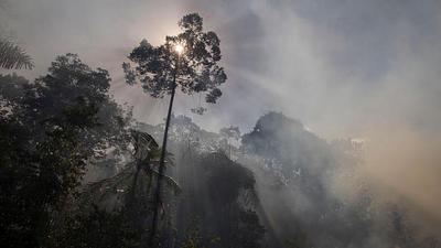 amazonia-2.jpg