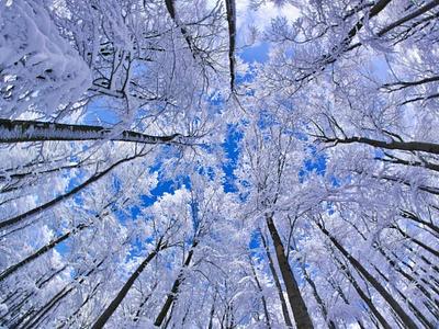 beech-forest-germany-snow_30741_990x742-e1297087545333.jpg