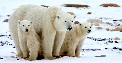 urso-polar.jpg