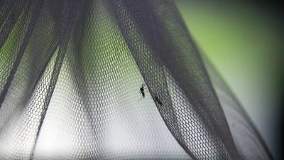mosquito.jpg