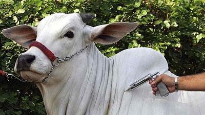 carne-bovina.jpg