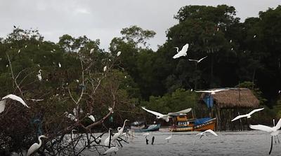 amazonia.jpg