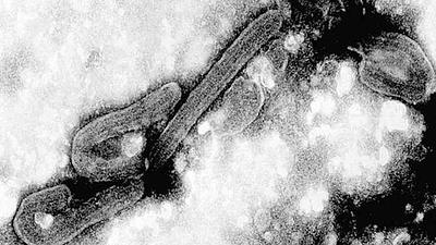 virus.jpg