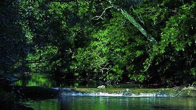 amazonia.jpg