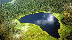 floresta_amazonica1-300x168.gif