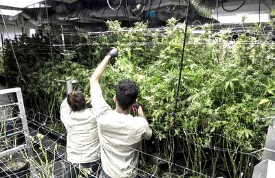 maconha-colorado.jpg
