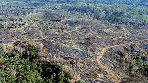 desmatamento-amazonia-300x168.gif