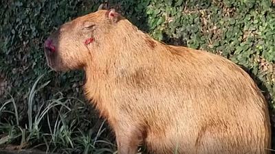capivara.jpg