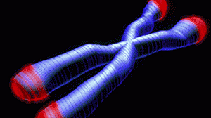 envelhece1-300x168.gif