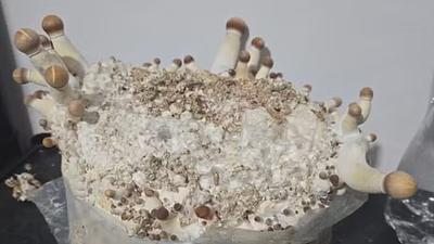 cogumelo.jpg