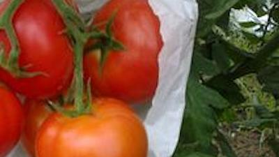 tomates.jpg