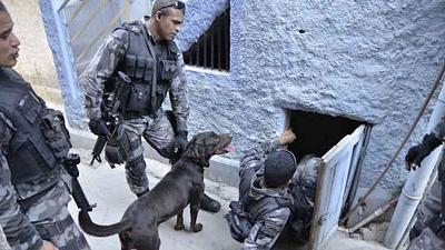 cachorro-pm.jpg