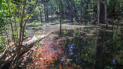 amazonia.jpg