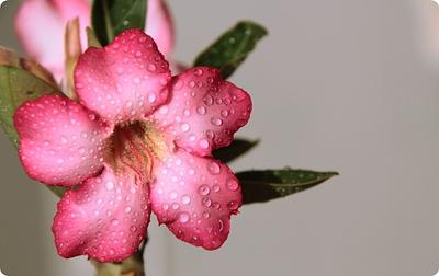 Flores-comestiveis-lista-de-exemplos-e-onde-comprar-1024x644.jpeg
