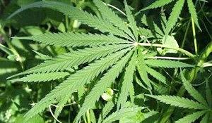 maconhafolhas-300x175.jpg