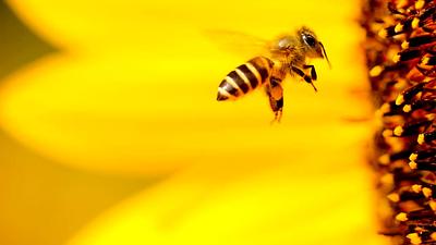 propolis.jpg