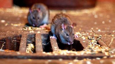ratos.jpg