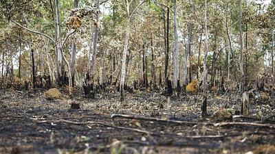 incendioamazonia.jpg