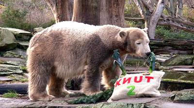 1253522.us_knut_urso_polar_mundo_300_400.jpg