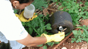 dengue-agua2-300x168.gif