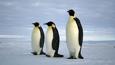 penquins.jpg