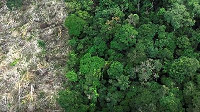 amazonia.jpg