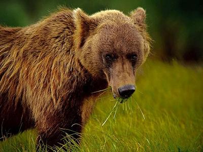 alaskan-brown-bear-green-grass_31774_990x742-e1302525029104.jpg