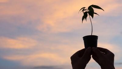 planta.jpg