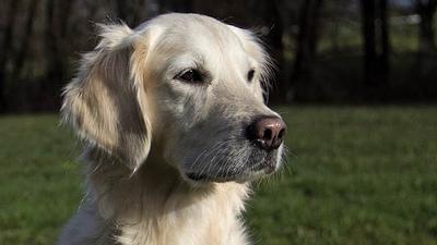 cachorros.jpg