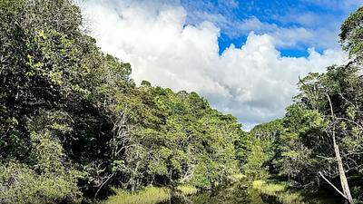 floresta.jpg