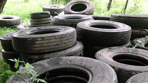 dengue-pneu-300x168.gif