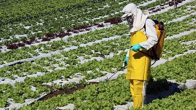 Agroto-CC-81xico-alimento.jpg