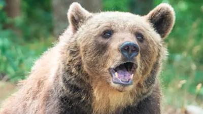 ursa.jpg