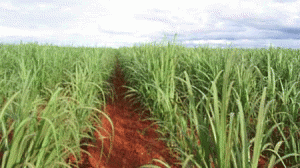 cana-de-acucar2-300x168.gif