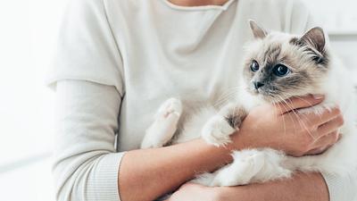 pets-repweb-1024x576.jpg