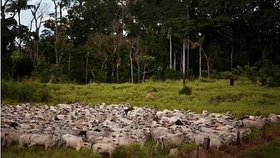amazonia.jpg