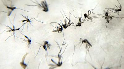 dengue-acs.jpg