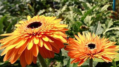 flor.jpg