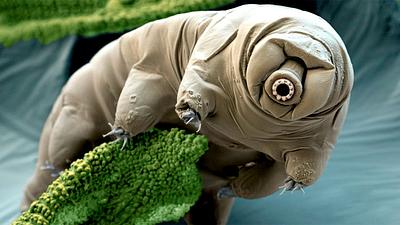 tardigrado.jpg