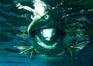 pescaimplacavel-300x214.jpg