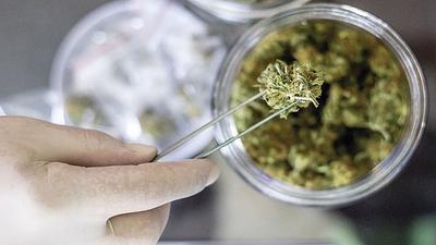 cannabis.jpg