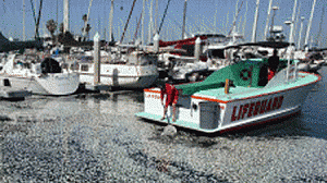 sardinhas-mortas-300x168.gif