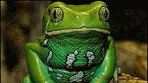 sapo-300x168.gif
