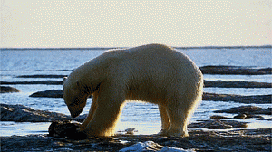artico-300x168.gif