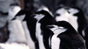 pinguim_antartico-300x168.gif