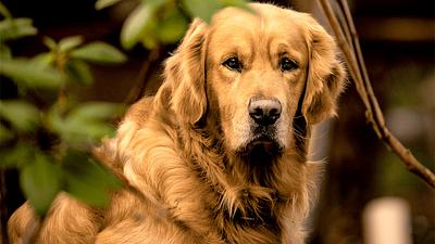 golden-retriever-1.jpg