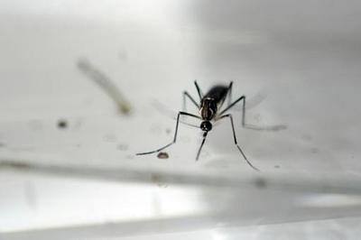 virus-zika.jpg