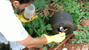 dengue-agua-300x168.gif